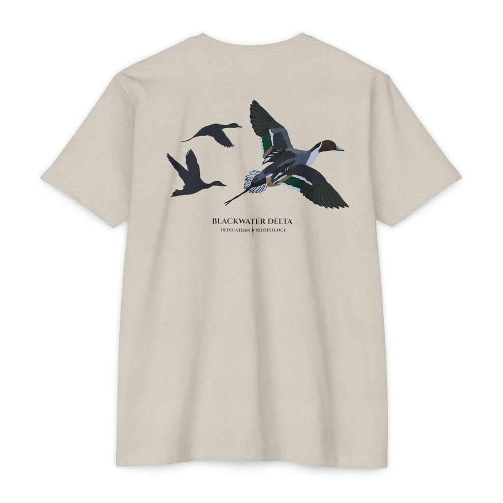 The Pintail