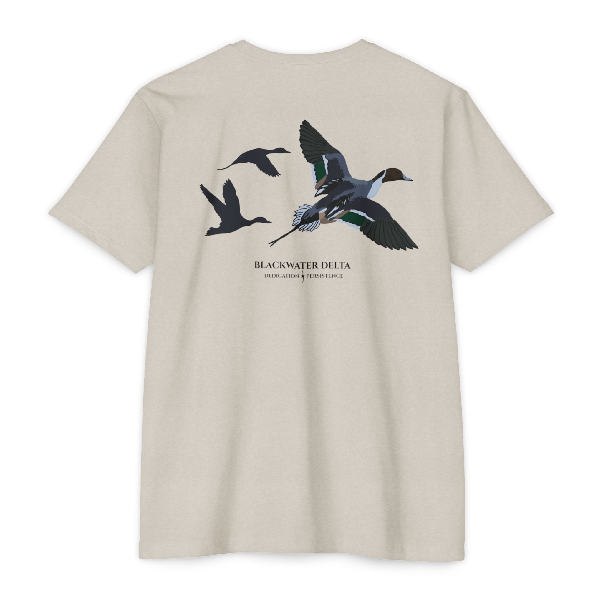 The Pintail